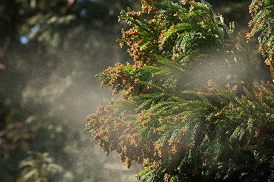 花粉症(アレルギー性鼻炎)
